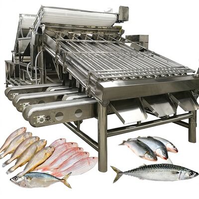 Καλή τιμή High Speed ​​Zolim Automatic Saury Sorting Machine Roller Grader 1 Person Χειριστής Small Fish Seafood Sizing Equipment σε απευθείας σύνδεση
