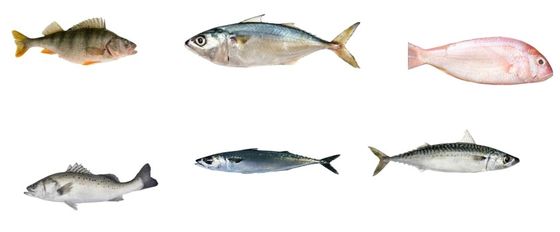 Καλή τιμή Επαγγελματική αυτοματοποιημένη γραμμή ταξινόμησης ψαριών και μεγέθους άλλων μικρών ψαριών σε απευθείας σύνδεση