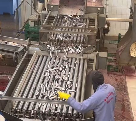 Καλή τιμή 4 μοντέλα Αυτοματοποιημένη διαλογή ψαριών και διαλογή μικρών ψαριών με 5-10 τόνους την ώρα σε απευθείας σύνδεση