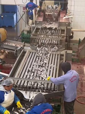 Καλή τιμή Τέσσερα μοντέλα αυτόματης γραμμής επεξεργασίας ψαριών και γραμμής διαλογής μικρών ψαριών με 5-10 τόνους την ώρα online