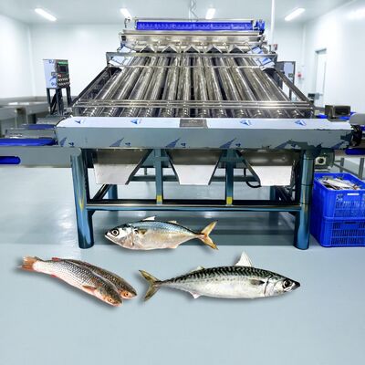 Καλή τιμή Ανοξείδωτο ατσάλι 304 Roller Fish Sorter Croaker Grader Zolim Μηχάνημα ταξινόμησης σαρδέλας σκουμπρί Grader Μικρό μηχάνημα ταξινόμησης μεγεθών ψαριών online